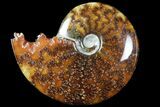 Polished, Agatized Ammonite (Cleoniceras) - Madagascar #94282-1